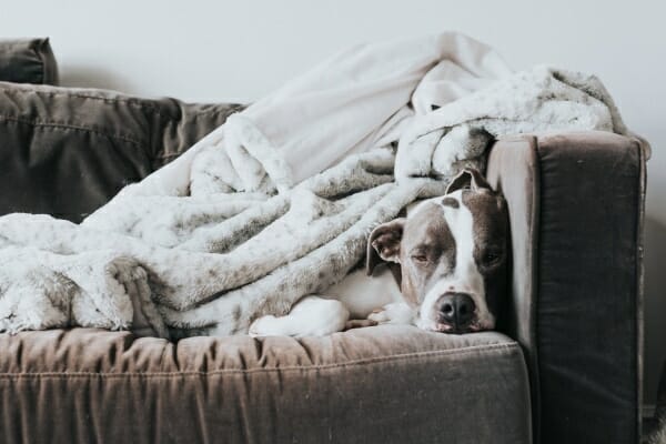 Senior Pit Bull Terrier snuggled under blankets on the couch, sleeping.  Photo