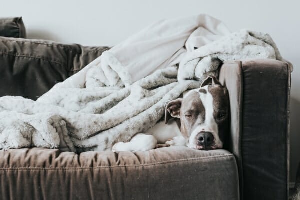 Senior Pit Bull Terrier dog with dementia snuggled under blankets on the couch, sleeping