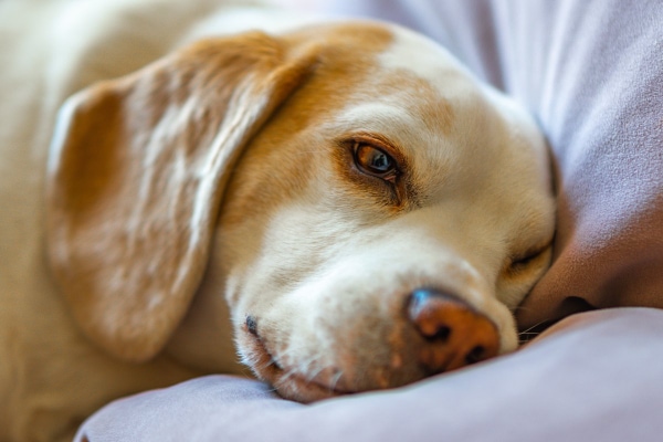 Senior Beagle lying sadly on bed to represent end stage Cushing's disease 