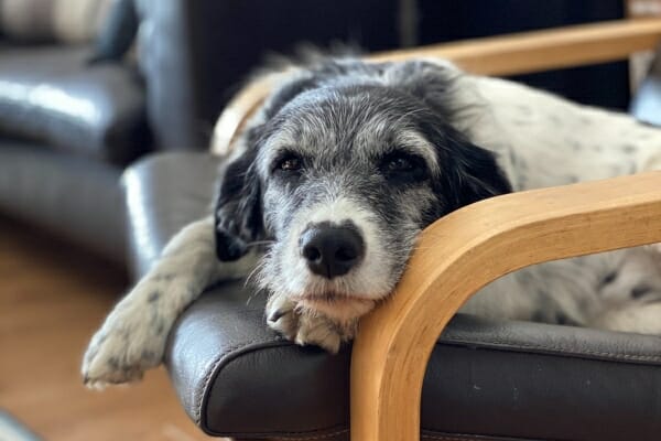 Senior mixed breed dog with dementia laying on a living room chair