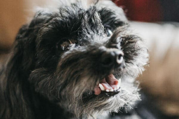 Senior Poodle mix panting, photo