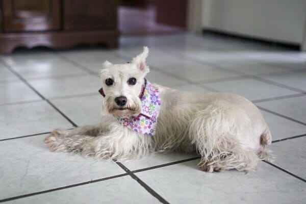 White Schnauzer dog with dementia laying on the tiled floor wearing a flower bandana