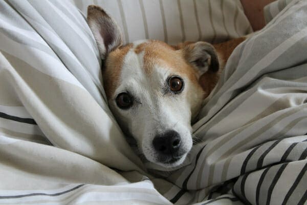 Senior Terrier mix lying in the bed with eyes wide open and looking restless at night, which is common with dementia in dogs, photo
