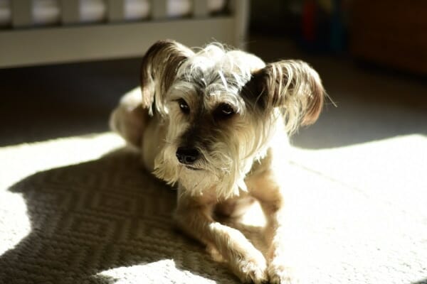 Small Terrier mix looking anxious and confused, which is a sign of dementia in dogs, laying on the carpet in the sun