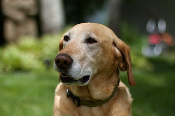 Senior yellow lab with dementia sitting in the yard