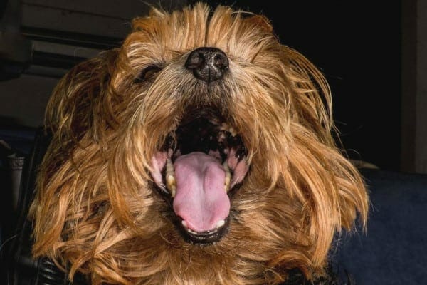 photo yorkie dog with mouth wide open