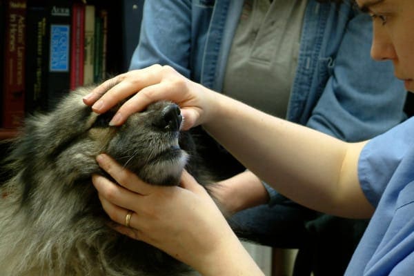 photo veterinarian examining dog's teeth for signs of dental disease in dogs