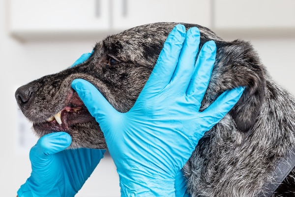 Vet examining a dog's teeth, photo
