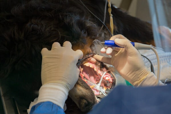 Bernese Mountain Dog under general anesthesia, receiving a dental cleaning, photo