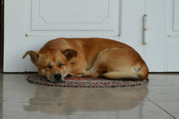 Lab mix sleeping on a rug in the kitchen, photo