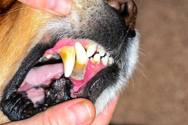 Owner showing the teeth of her dog with bad dental disease, photo