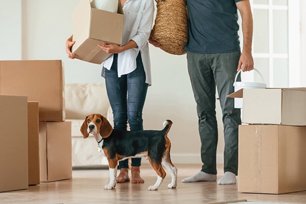 Dog in a new home with moving boxes