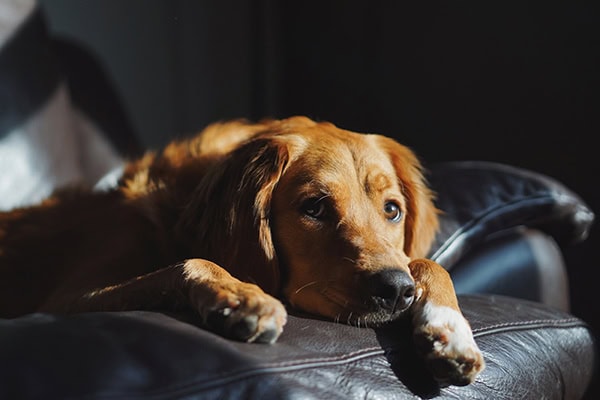Dog laying down on the couch looking depressed