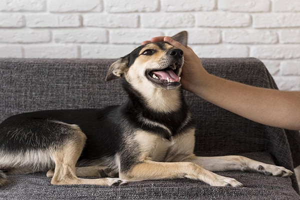 Owner petting his depressed dog