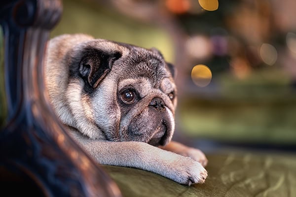 Pug laying on an armchair