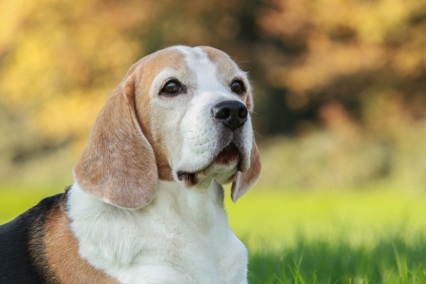 Senior Beagle, a breed predisposed to diabetes in dogs, sitting outside in the grass