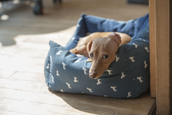 Dog lying in a cozy dog bed