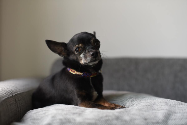 Senior Chihuahua sitting on the couch