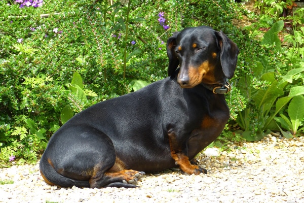 Overweight Dachshund, a breed predisposed to diabetes in dogs, sitting outside in the sun