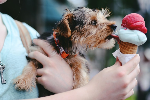 Terrier licking ice cream from their owner's ice cream cone to illustrate the importance of avoiding sugary food for diabetic dogs