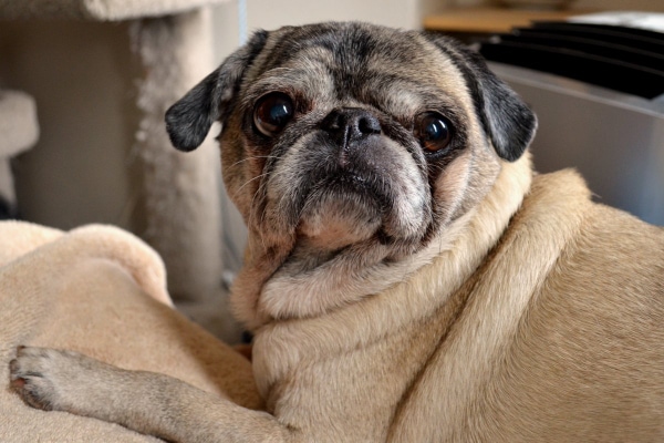 Senior Pug, a breed predisposed to diabetes in dogs, lying on the couch
