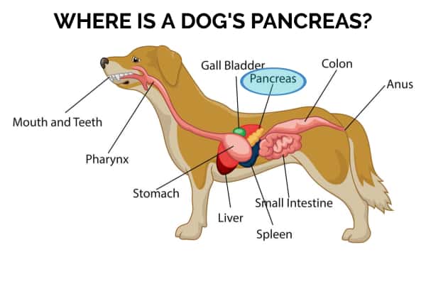 diagram of a dog's organs with pancreas highlighted and title where is a dog's pancreas