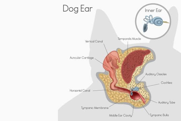 Diagram of a dog's inner ear  with a close-up illustration of the inner ear