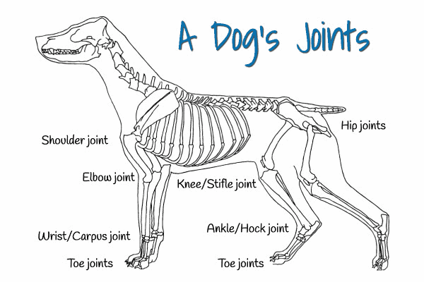 diagram of a dog showing each of the dog's joints