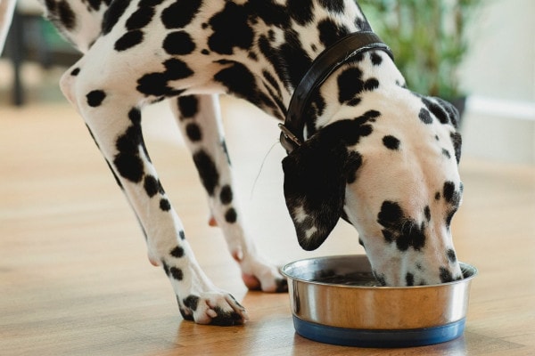 Dog eating food out of a bowl