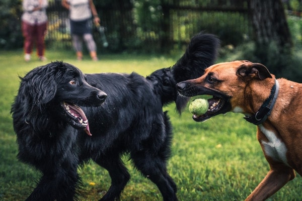 Two dogs playing at a dog park