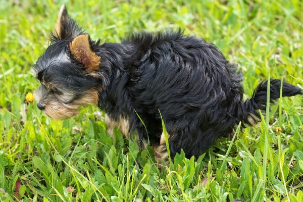 Puppy squatting in the grass and going poop