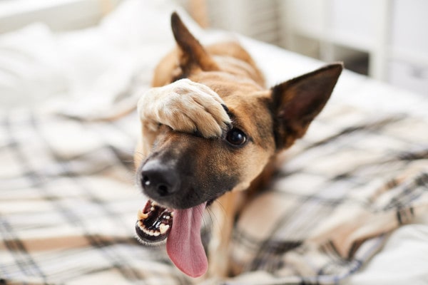 Dog on the bed with paw covering one eye