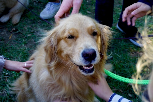 Golden Retriever being petted by many people