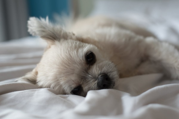 Lethargic senior toy poodle lying on the bed