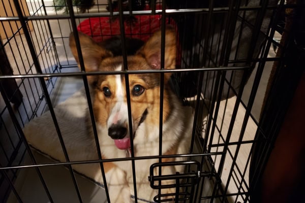 Corgi on crate rest, which may be recommended for severe discospondylitis in dogs