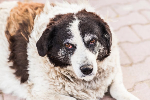 Old dog laying outside on the pavement