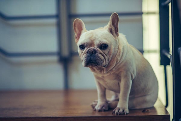 French Bulldog looking uncomfortable while sitting down