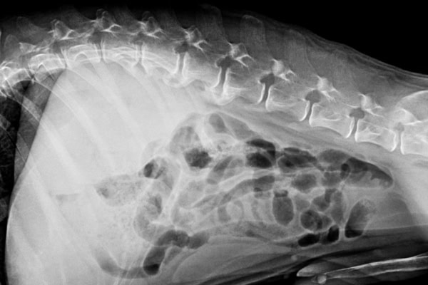 Radiograph of a dog's vertebral spine, which is one way a vet may look for discospondylitis in dogs