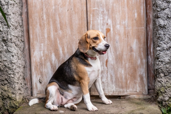 Overweight Beagle sitting outside