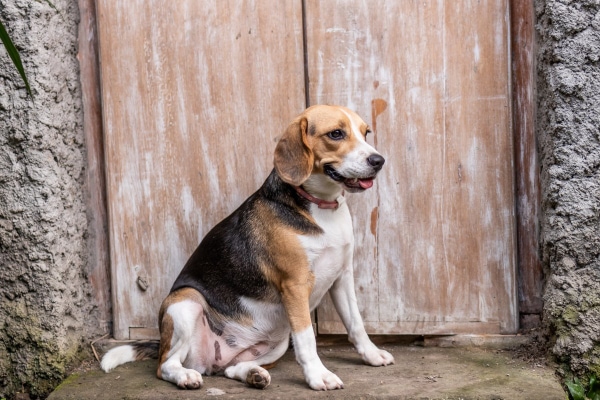 Hard to store regulate diabetic dog