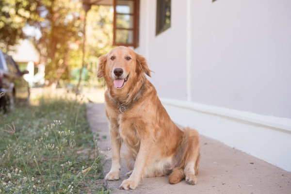 Dog sitting outdoors