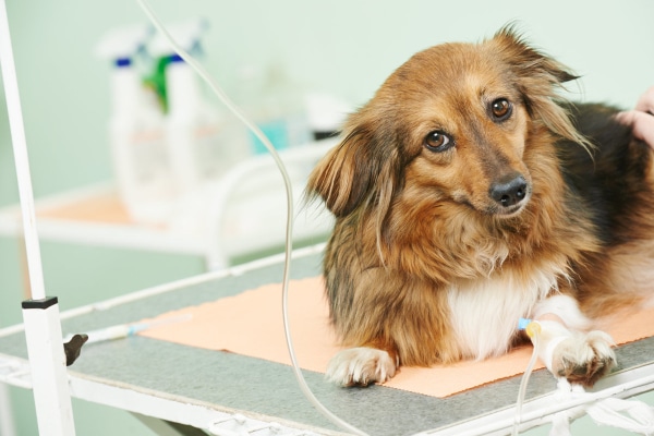 Dog at a vet hospital receiving intravenous fluids through IV in the dog's leg, which is part of treating dehydration due to diabetic ketoacidosis
