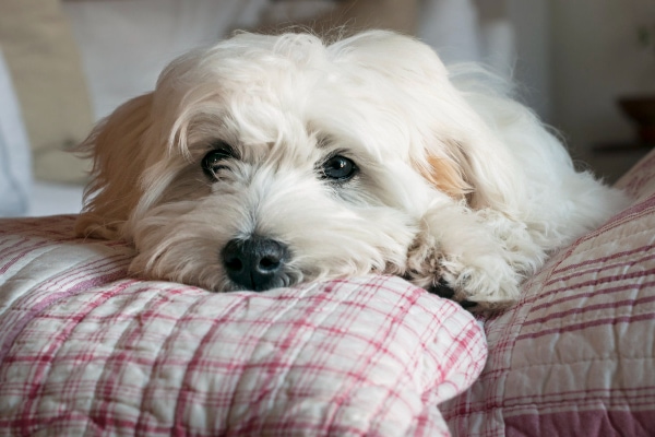 Terrier mix lying down on the bed