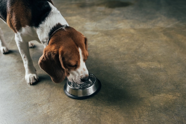 Beagle intensely lapping a lot of water from a dish to illustrate excessive thirst, a sign of diabetic ketoacidosis in dogs