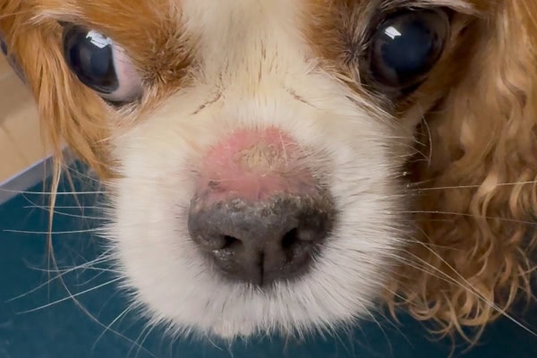 Dog with DLE of the nose