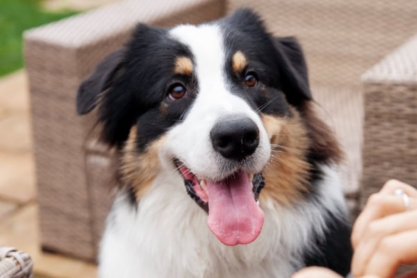 Border Collie mix paying attention to his owner