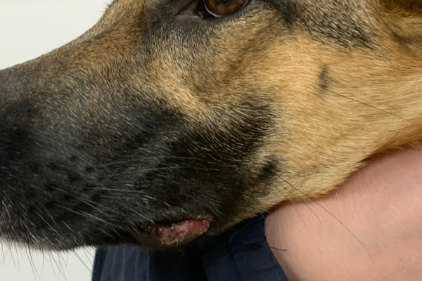 German Shepherd Dog with MCLE on his lips