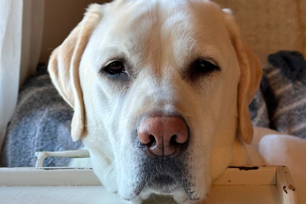 Dog with depigmentation of the nose