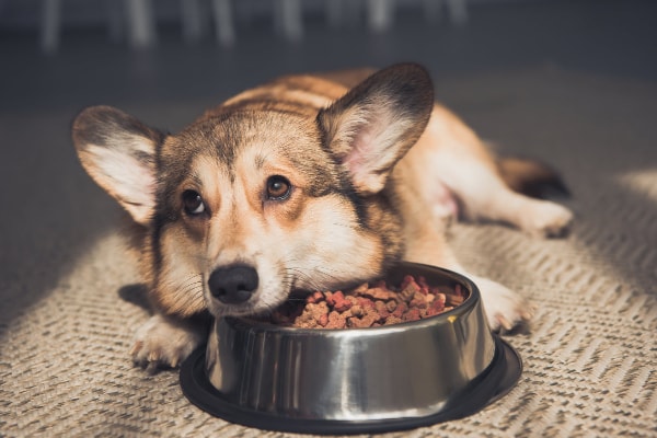 Corgi dog lying his head on a bowl full of food but not eating