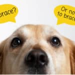 The Dog ACL Brace: 5 Surprising Answers to the Question "To Brace or Not to Brace"